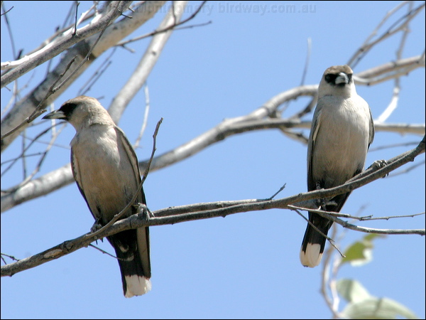 Black-faced Woodswallow blk_face_woodswallow_10129.psd
