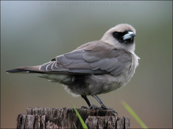 Black-faced Woodswallow blk_face_woodswallow_15926.psd