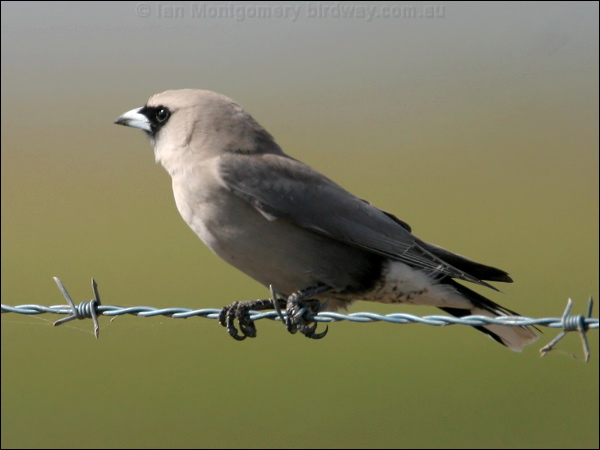 Black-faced Woodswallow blk_face_woodswallow_16355.psd