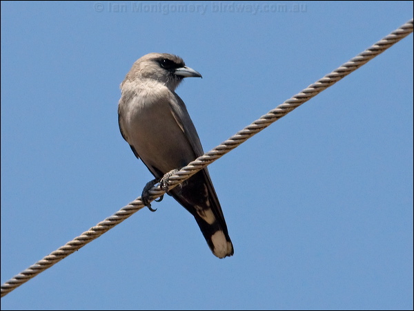 Black-faced Woodswallow blk_face_woodswallow_93263.psd