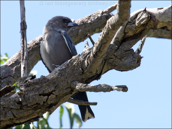 Dusky Woodswallow dusky_woodswallow_06118.psd