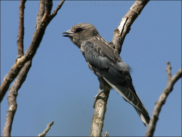 Dusky Woodswallow dusky_woodswallow_06129.psd