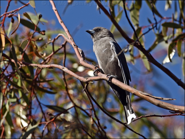 Dusky Woodswallow dusky_woodswallow_87525.psd