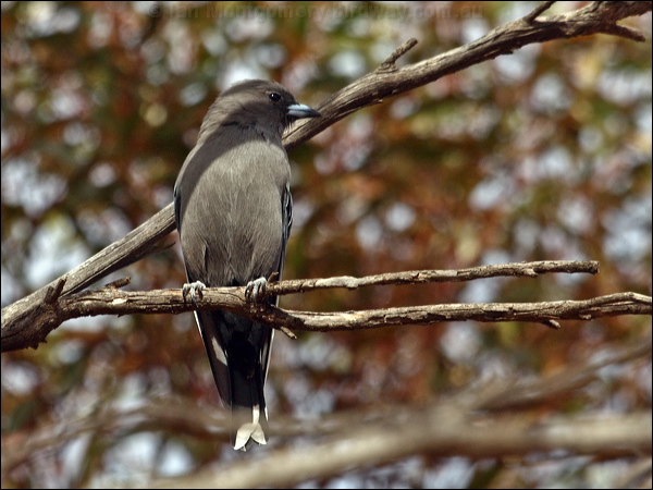Dusky Woodswallow dusky_woodswallow_89502.psd