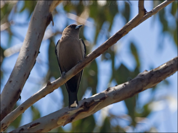 Dusky Woodswallow dusky_woodswallow_98155.psd