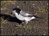 grey_butcherbird_115254