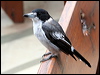 grey_butcherbird_30551