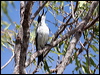 grey_butcherbird_64140