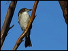 grey_butcherbird_89582