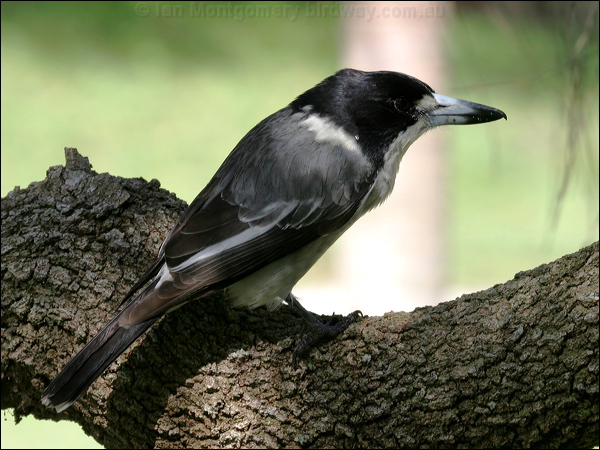 Grey Butcherbird grey_butcherbird_05639.psd
