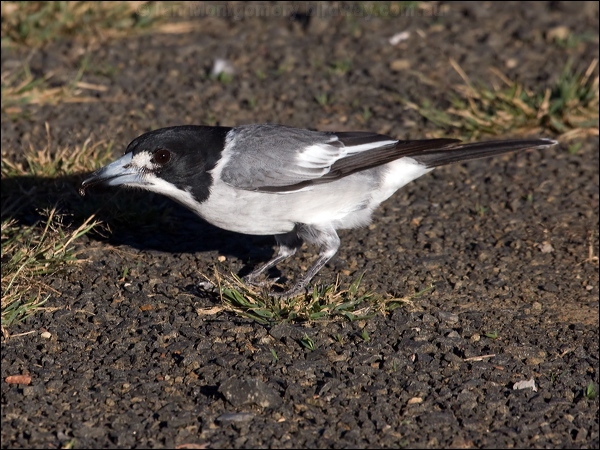 Grey Butcherbird grey_butcherbird_115253.psd