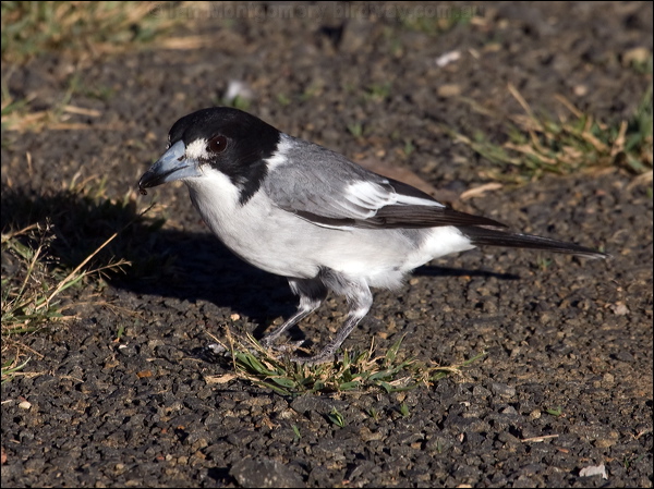 Grey Butcherbird grey_butcherbird_115254.psd