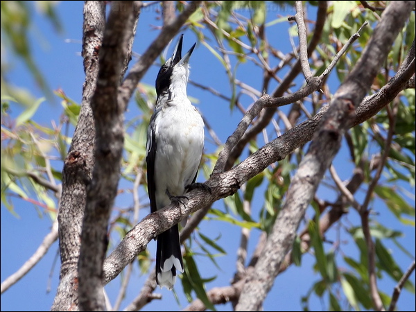 Grey Butcherbird grey_butcherbird_64140.psd