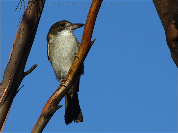 Grey Butcherbird grey_butcherbird_89582.psd