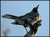 grey_currawong_03360