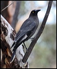 grey_currawong_38148