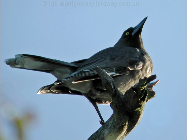 Grey Currawong grey_currawong_03360.psd