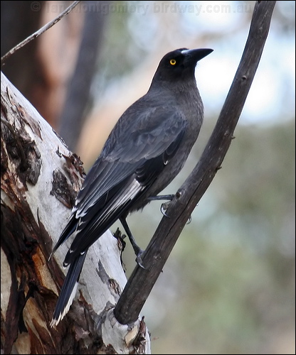 Grey Currawong grey_currawong_38148.psd