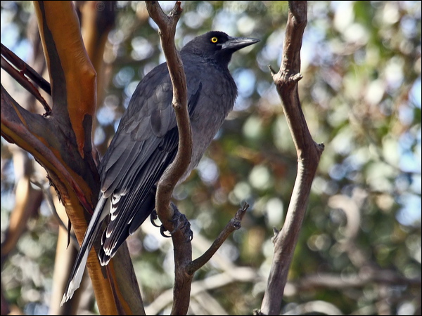 Grey Currawong grey_currawong_86536.psd