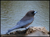 little_woodswallow_10226