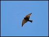 little_woodswallow_33229