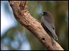 littlewoodswallow_105094