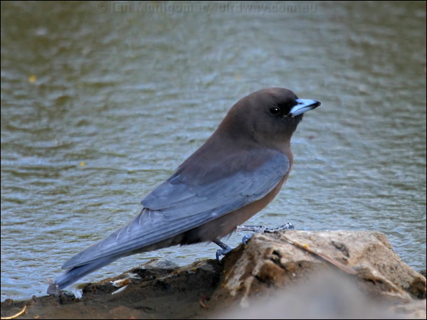 Little Woodswallow little_woodswallow_10226.psd