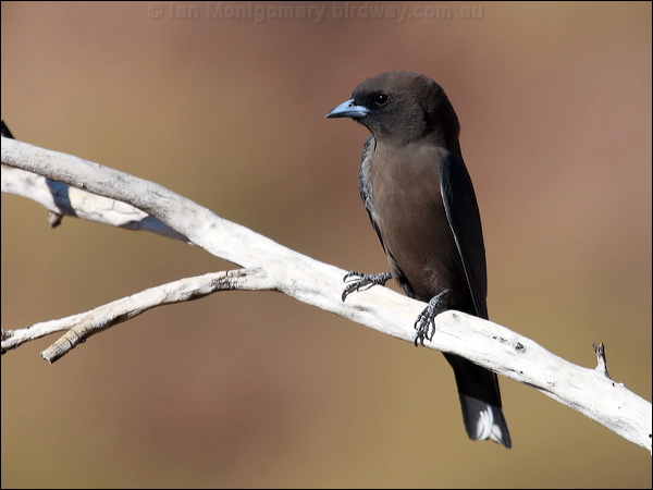 Little Woodswallow little_woodswallow_81051.psd