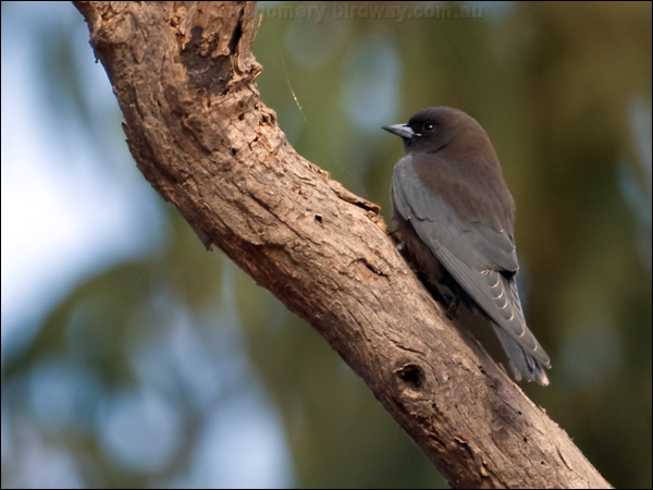 Little Woodswallow littlewoodswallow_105094.psd