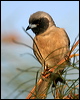 masked_woodswallow_17883