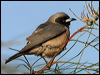 masked_woodswallow_17902