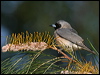 masked_woodswallow_17910
