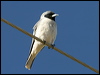 masked_woodswallow_18325