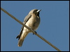 masked_woodswallow_18343