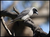 masked_woodswallow_82396