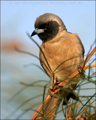 Masked Woodswallow masked_woodswallow_17883.psd
