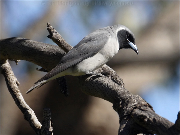 Masked Woodswallow masked_woodswallow_82396.psd