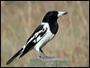 pied_butcherbird_02197