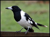 pied_butcherbird_05610