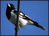 pied_butcherbird_09532