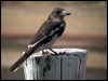 pied_butcherbird_10089