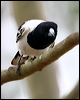 pied_butcherbird_36329