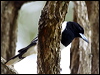 pied_butcherbird_36345