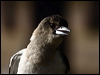 pied_butcherbird_90462