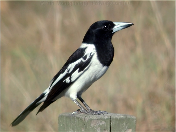 Pied Butcherbird pied_butcherbird_02197.psd