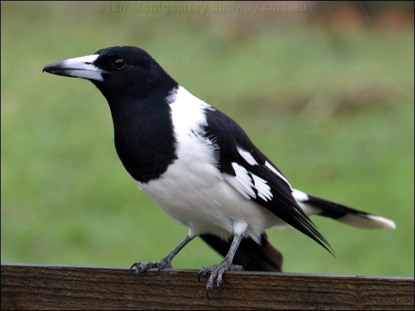 Pied Butcherbird pied_butcherbird_05610.psd