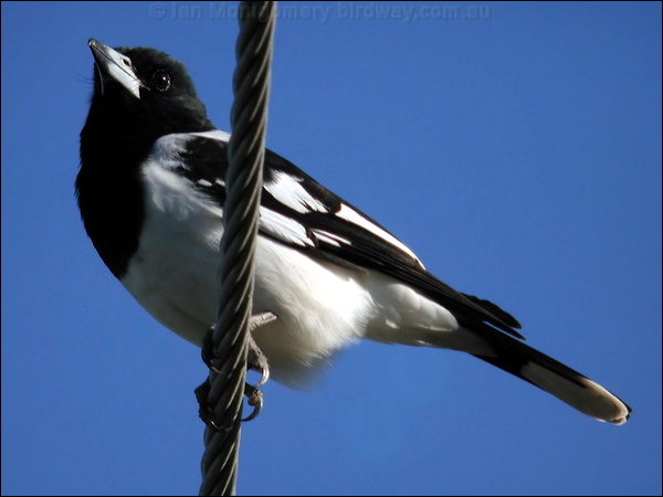 Pied Butcherbird pied_butcherbird_09532.psd