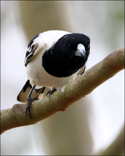 Pied Butcherbird pied_butcherbird_36329.psd