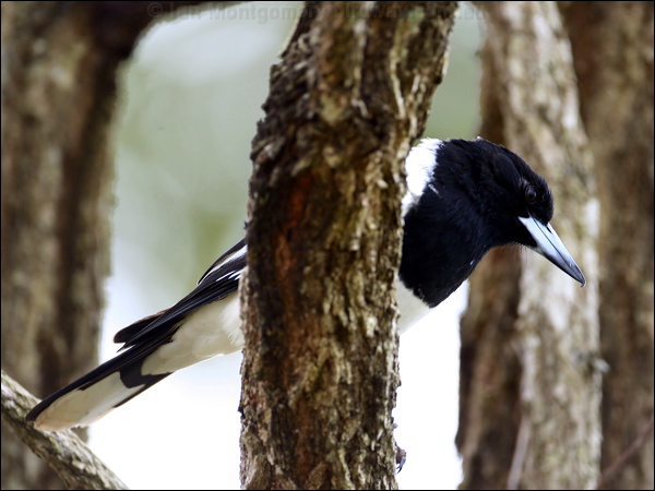 Pied Butcherbird pied_butcherbird_36345.psd