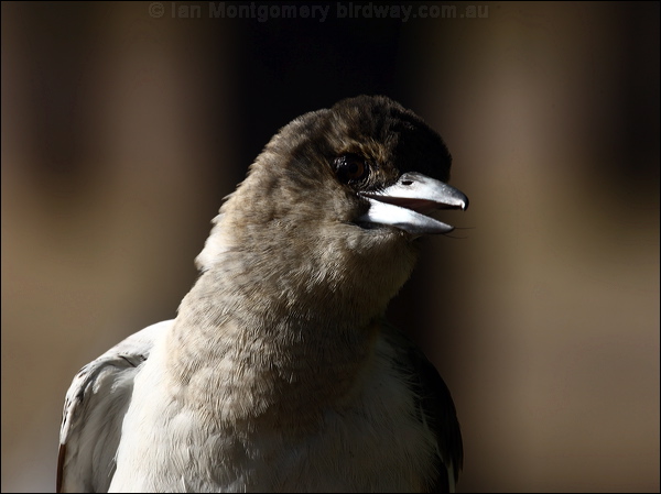 Pied Butcherbird pied_butcherbird_90462.psd
